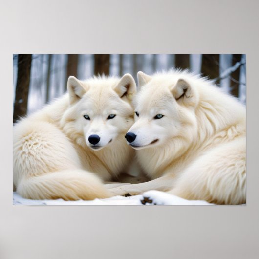 Poster Wolf Animal Nature Faune Affection Soin (Devant)