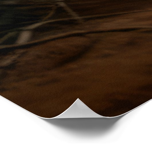 Poster Wolf Animal Nature sauvage majestueuse (Coin)