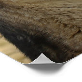 Poster Wolf Beggin (Coin)