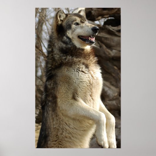 Poster Wolf Beggin (Devant)