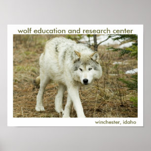 Poster Wolf Center
