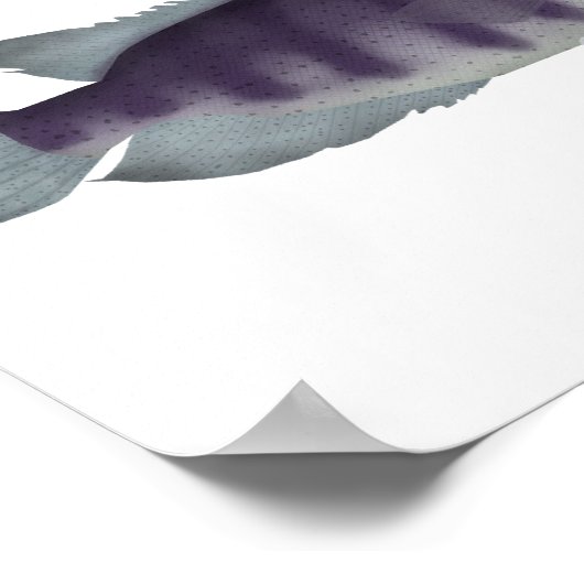 Poster Wolf Cichlid (Coin)