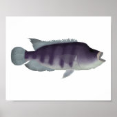 Poster Wolf Cichlid (Devant)