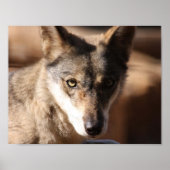 Poster Wolf Cub (Devant)