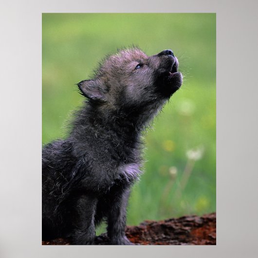 Poster Wolf Cub Howling (Devant)