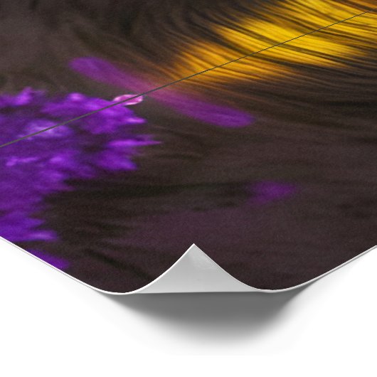 Poster Wolf dans la réflexion pourpre (Coin)