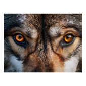 Poster Wolf Gaze (Devant)