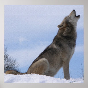 Poster Wolf Howl
