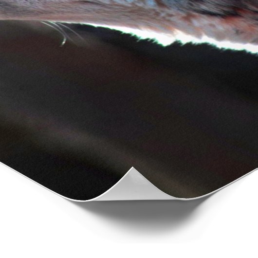 Poster Wolf Howling Loup solitaire (Coin)