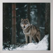 Poster Wolf in Winter (Devant)
