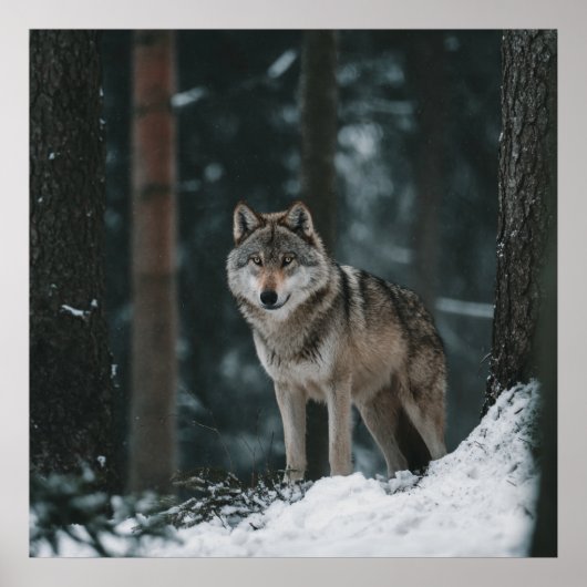Poster Wolf in Winter (Devant)