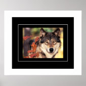 Poster-Wolf Poster (Voorkant)