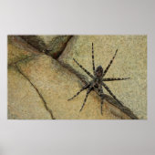 Poster Wolf Spider (Devant)