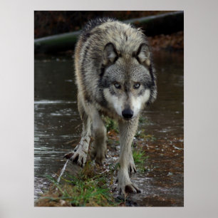 Poster Wolf sur le poulailler