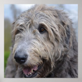 Poster Wolfhound (Devant)