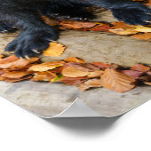 Poster Wolverine avec de gros pattes (Coin)