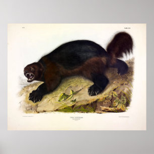 Poster Wolverine or Wolverene (Gulo gulo) by Audubon