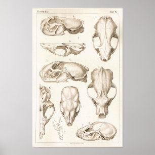 Poster Wolverine Skull Veterinary Anatomy Print