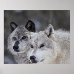Poster Wolves (Canus lupus) West Yellowstone