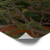 Poster Woman In Orange Bikini By Tropical Palm Tree (Coin)