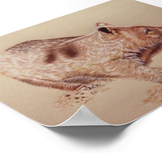 Poster Wombat (Coin)