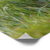 Poster Wombat Australie (Coin)