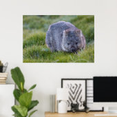 Poster Wombat Australie (Bureau à domicile)