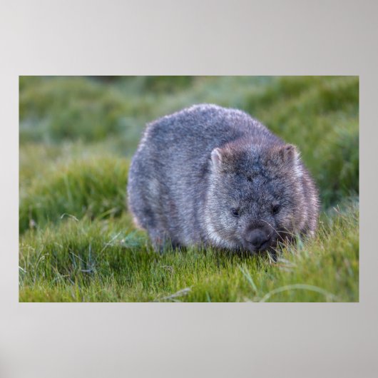 Poster Wombat Australie (Devant)
