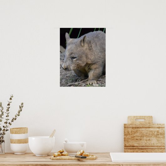 Poster Wombat australien (Cuisine)