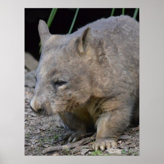 Poster Wombat australien (Devant)