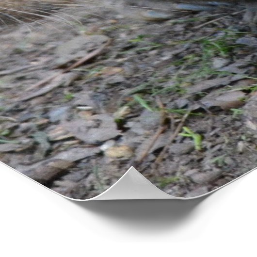 Poster Wombat australien (Coin)