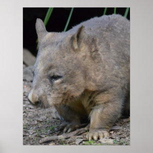 Poster Wombat d'Astralian