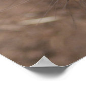 Poster Wombat Kiss (Coin)