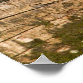 Poster Wood Duck (Coin)