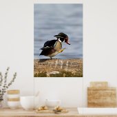 Poster Wood Duck (Cuisine)