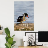 Poster Wood Duck (Bureau à domicile)