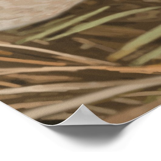 Poster Wood Duck (Coin)