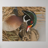 Poster Wood Duck (Devant)