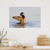 Poster Wood Duck mal flapping wings in wetland (Cuisine)