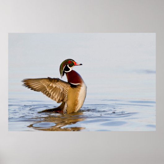 Poster Wood Duck mal flapping wings in wetland (Devant)