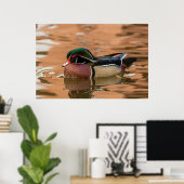Poster Wood Duck Swimming (Bureau à domicile)