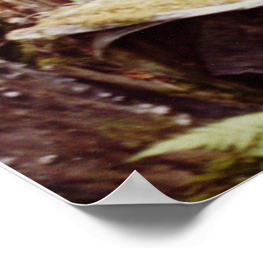 Poster Wood Nymphe (Coin)