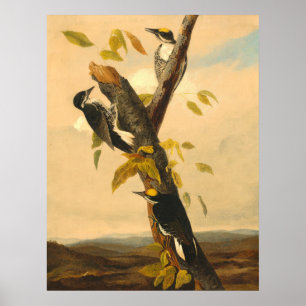 Poster Woodpecker - Joseph B. Kidd Fine Art