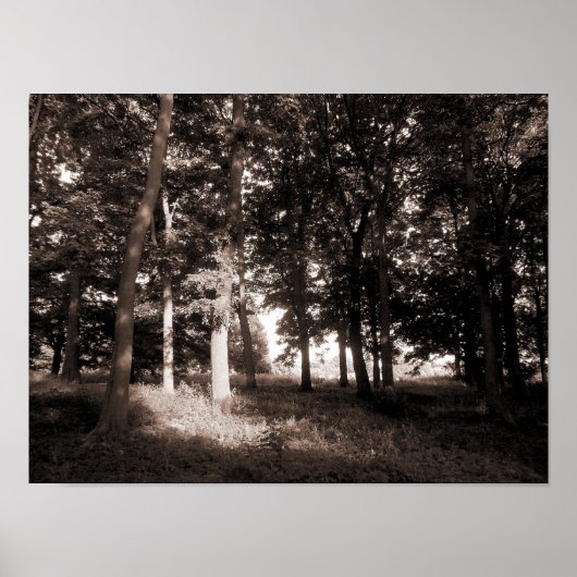 Poster Woods Bute Park, Cardiff II (Devant)