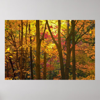 Poster Woods in Automn -