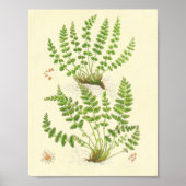 Poster Woodsia Fern (Devant)