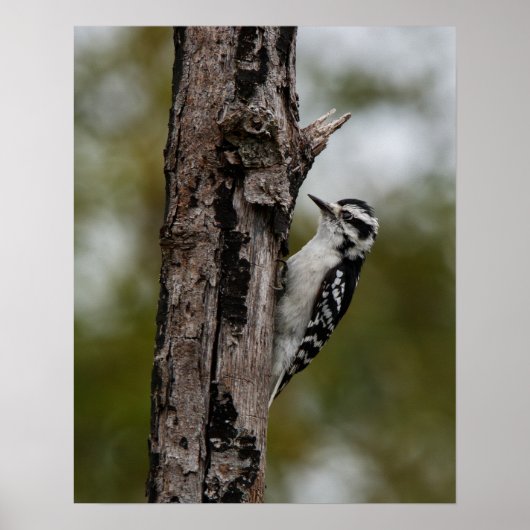 Poster Woody (Devant)