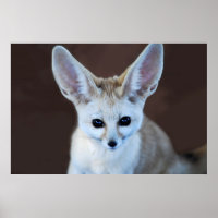 Worlest Cutest Fennec Fox