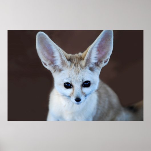 Poster Worlest Cutest Fennec Fox (Devant)