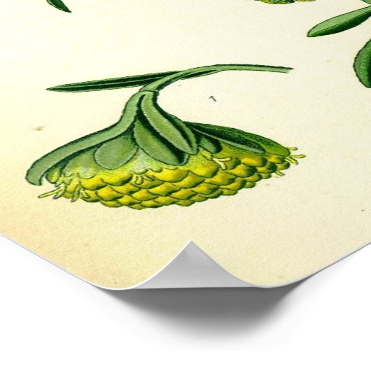 Poster wormwood (Coin)